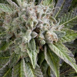 AUTO BLUE PYRAMID · Pyramid Seeds · sementes de maconha · AutoFem