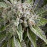 AUTO BLUE PYRAMID · Pyramid Seeds · sementes de maconha · AutoFem