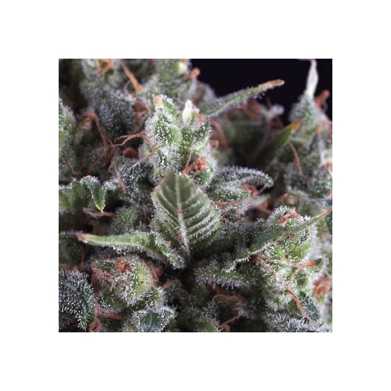 AUTO OLYMPIA · Pyramid Seeds · cannabis seeds · AutoFem