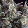 AUTO OLYMPIA · Pyramid Seeds · sementes de maconha · AutoFem