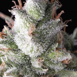 AUTO RAMSES · Pyramid Seeds · cannabis samen · AutoFem