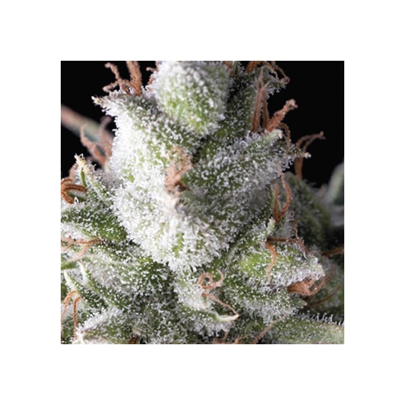 AUTO RAMSES · Pyramid Seeds · graines de cannabis · AutoFem