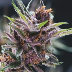 BLACK CHERRY PUNCH · Pyramid Seeds · sementes de maconha · Fem