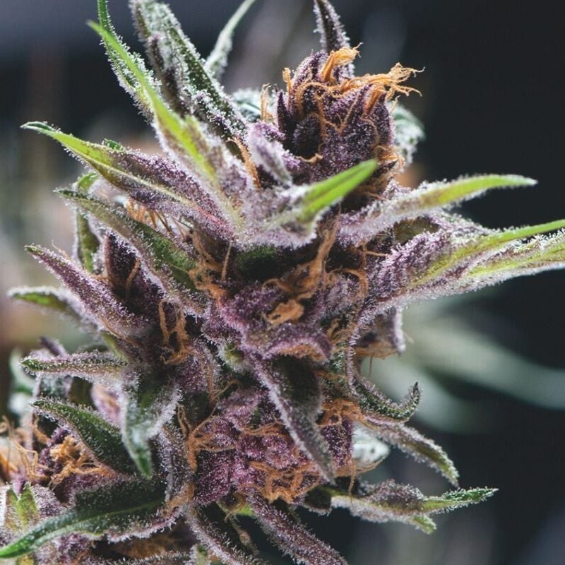 BLACK CHERRY PUNCH · Pyramid Seeds · kenevir tohum · Disi · Fem