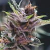 BLACK CHERRY PUNCH · Pyramid Seeds · sementes de maconha · Fem
