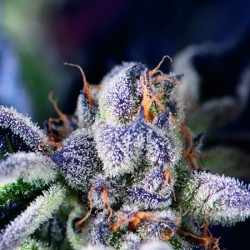 COOKIES USA · Pyramid Seeds · sementes de maconha · Fem