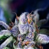 COOKIES USA · Pyramid Seeds · cannabis seeds · Fem