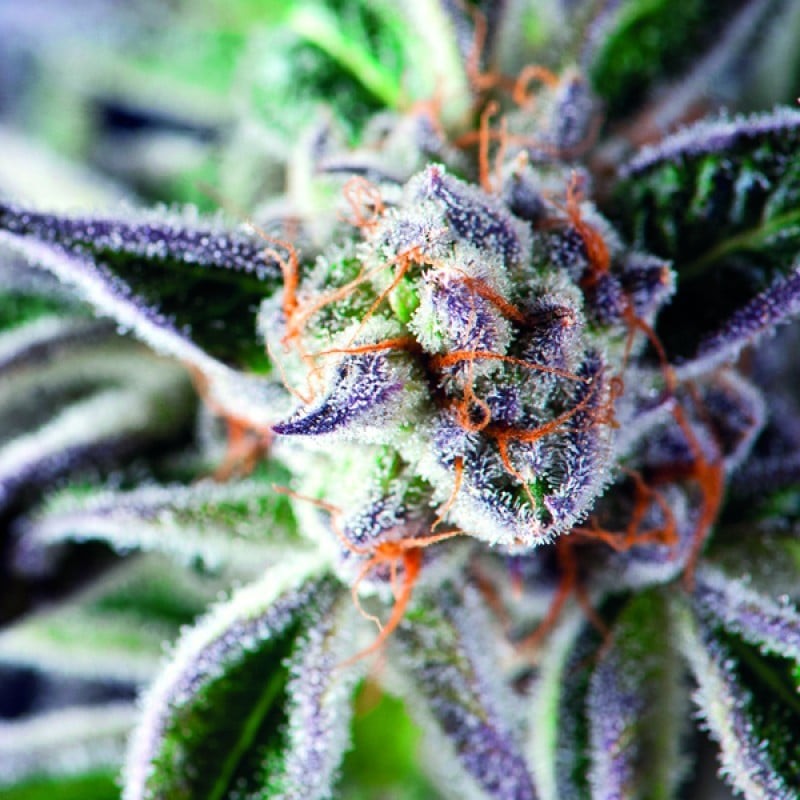 DO-SI-DOS · Pyramid Seeds · cannabis seeds · Fem