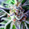 DO-SI-DOS · Pyramid Seeds · kaufen cannabis samen · Fem
