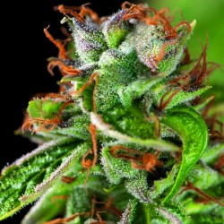 DOUBLE OG HAZE · Pyramid Seeds · kenevir tohum · Disi · Fem