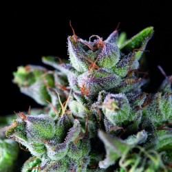 GORILA · Pyramid Seeds · sementes de maconha · Fem