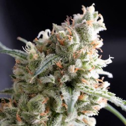 KUKULKAN · Pyramid Seeds · kaufen cannabis samen · Fem