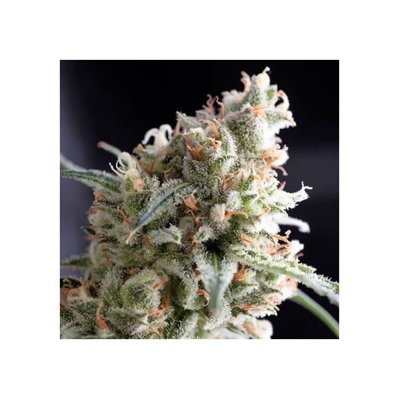 KUKULKAN · Pyramid Seeds · graines de cannabis · Fem