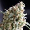 KUKULKAN · Pyramid Seeds · cannabis seeds · Fem