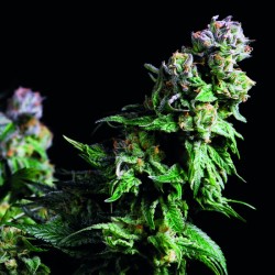 PURPLE URKLE · Pyramid Seeds · kaufen cannabis samen · Fem