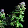 PURPLE URKLE · Pyramid Seeds · cannabis seeds · Fem