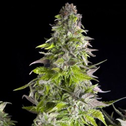 ROMULAN · Pyramid Seeds · cannabis seeds · Fem