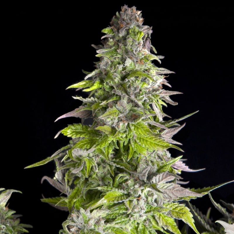 ROMULAN · Pyramid Seeds · cannabis seeds · Fem