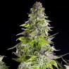 ROMULAN · Pyramid Seeds · sementes de maconha · Fem