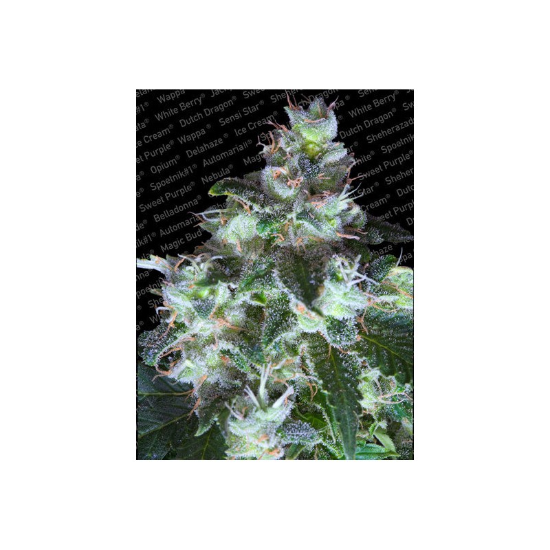 ORIGINAL WHITE WIDOW · Paradise Seeds · kenevir tohum · Disi · Fem