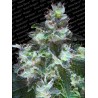 ORIGINAL WHITE WIDOW · Paradise Seeds · kaufen cannabis samen · Fem