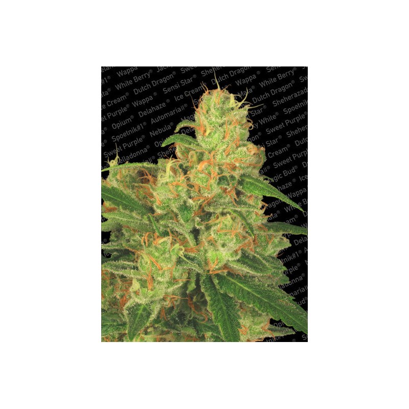 AUTO ACID · Paradise Seeds · cannabis seeds · AutoFem