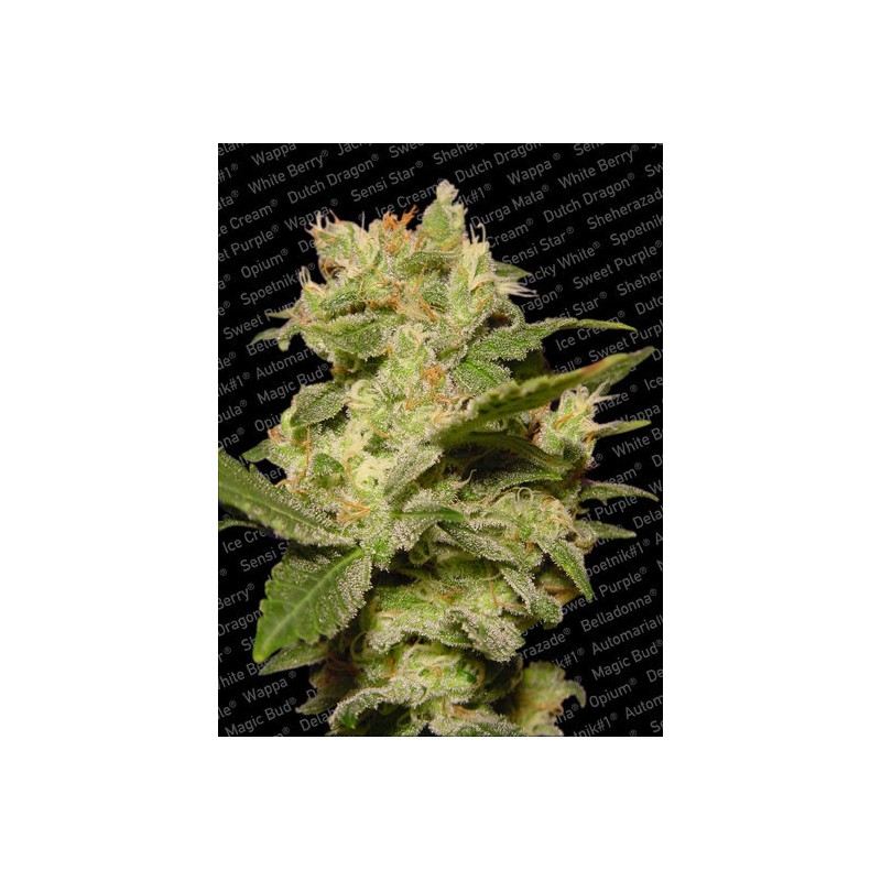AUTO JACK · Paradise Seeds · graines de cannabis · AutoFem