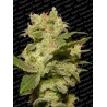 AUTO JACK · Paradise Seeds · kaufen cannabis samen · AutoFem