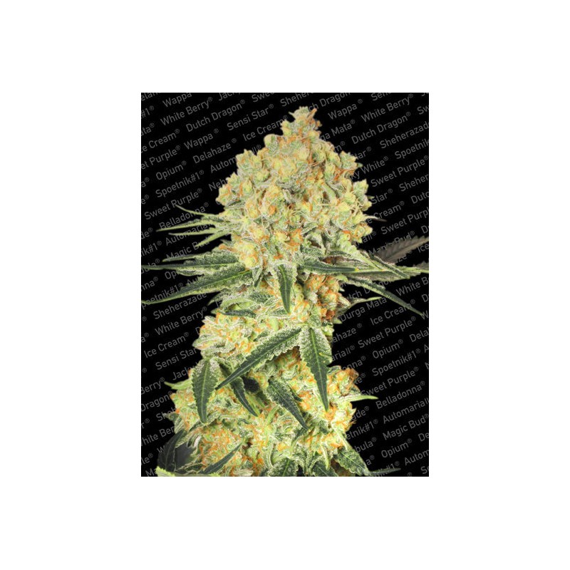 AUTO WAPPA · Paradise Seeds · graines de cannabis · AutoFem