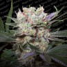 CALIFORNIA GOLD · Paradise Seeds · kaufen cannabis samen · Fem