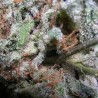 CHAMPIONS PACK INDICA · Paradise Seeds · kenevir tohum · Disi · Fem