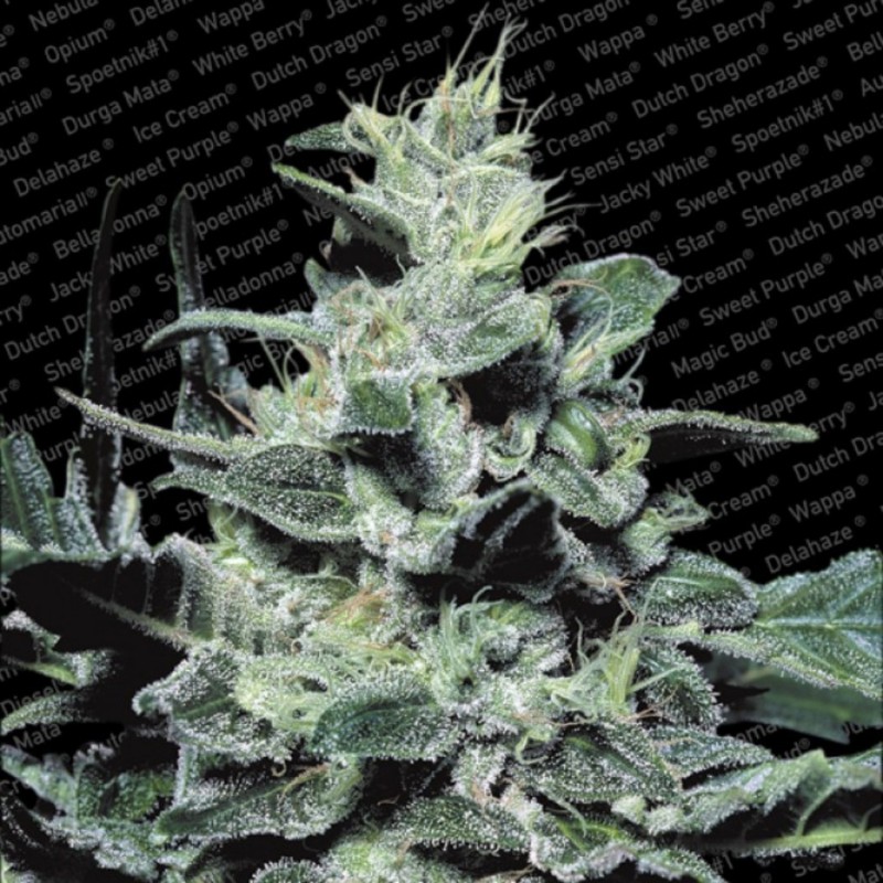NEBULA · Paradise Seeds · graines de cannabis · Fem