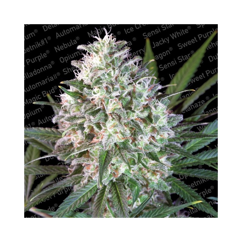 SPACE COOKIES · Paradise Seeds · graines de cannabis · Fem