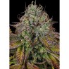 APRICOT CANDY · Paradise Seeds · cannabis seeds · Fem