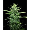 AUTO KONG 4 · Paradise Seeds · kenevir tohum · Disi · AutoFem