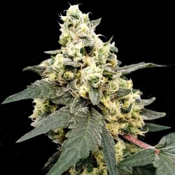 AUTO LEMONADE · Paradise Seeds · graines de cannabis · AutoFem