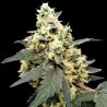AUTO LEMONADE · Paradise Seeds · kaufen cannabis samen · AutoFem