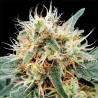 AUTO STROMBOLI · Paradise Seeds · graines de cannabis · AutoFem