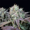 BLUE GEM · Paradise Seeds · kenevir tohum · Disi · Fem