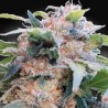 CBDREAM · Paradise Seeds · kaufen cannabis samen · Fem