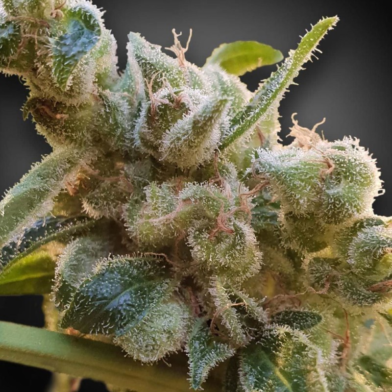 CBDRELAX · Paradise Seeds · sementes de maconha · Fem