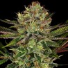 CHOCOLATE WAFFLEZ · Paradise Seeds · graines de cannabis · Fem