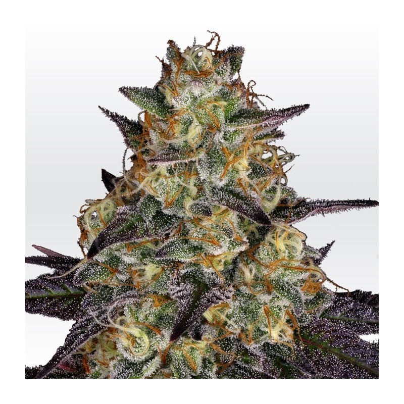EL DORADO OG · Paradise Seeds · kaufen cannabis samen · Fem