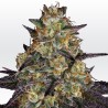 EL DORADO OG · Paradise Seeds · kaufen cannabis samen · Fem