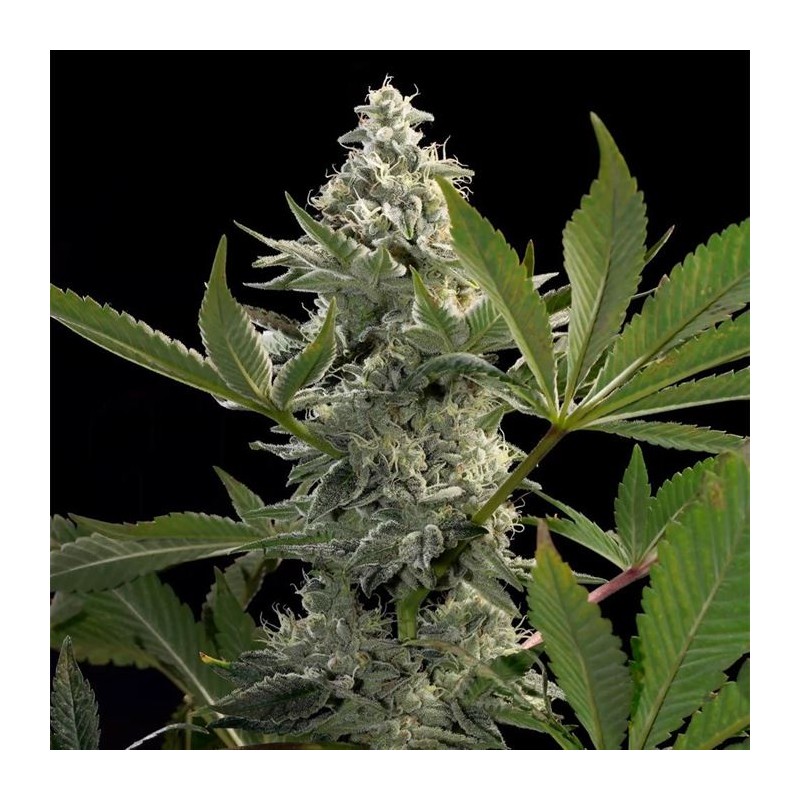 GLOWSTARZ · Paradise Seeds · kaufen cannabis samen · Fem