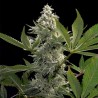 GLOWSTARZ · Paradise Seeds · kaufen cannabis samen · Fem