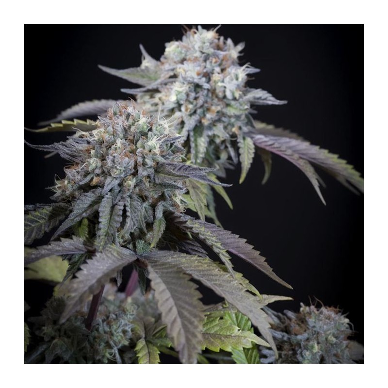 GULUPA · Paradise Seeds · kaufen cannabis samen · Fem