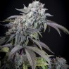 GULUPA · Paradise Seeds · kaufen cannabis samen · Fem