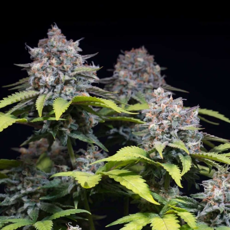 HIGHWAY 66 · Paradise Seeds · graines de cannabis · Fem