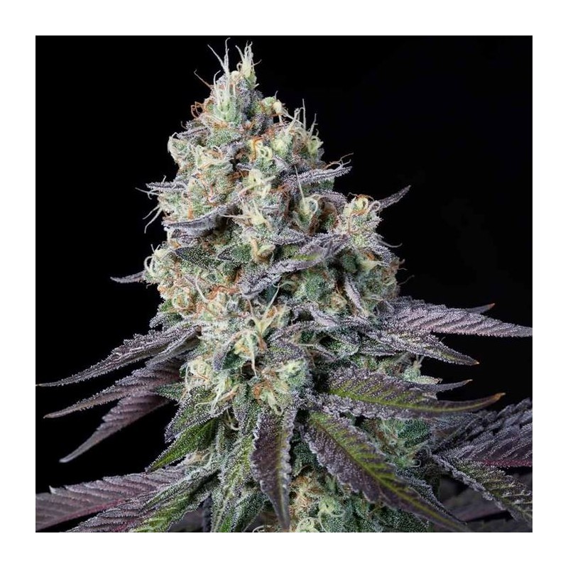 PURPLE MINTS · Paradise Seeds · kaufen cannabis samen · Fem